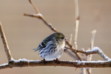Siskin