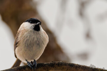 Marsh tit