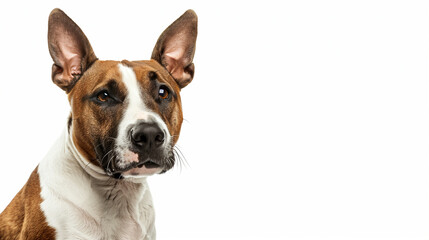 Close-up portrait of a Bull Terrier dog with striking features and expressive eyes