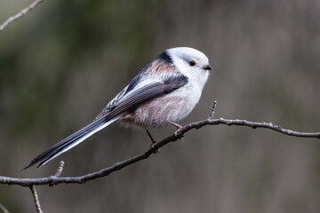 Fototapeta premium Long-tailed tit