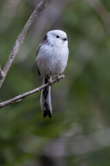 Obraz premium Long-tailed tit