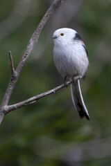 Fototapeta premium Long-tailed tit