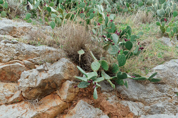 A picturesque blend of rocky terrain and vibrant prickly pear cacti with green pads and red fruit, set amidst dry grass, capturing the essence of a desert environment.