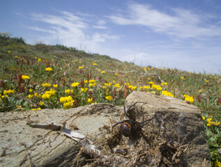 Black Widow (Latrodectus tredecemguttatus). Stintino. Sassari, Sardinia, Italy 