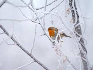 European Robin in Frosty Winter Landscape