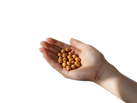 Isolated Hand Holding a Few Chickpeas