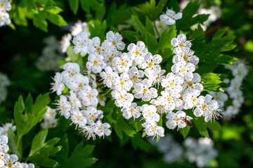 hawthorn blossom, delicate white hawthorn flowers on a bush in sunny weather