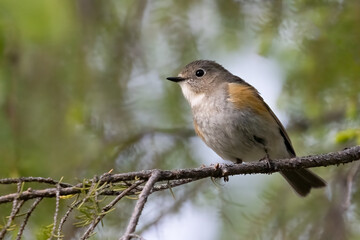 Orange-flanked Bush Robin