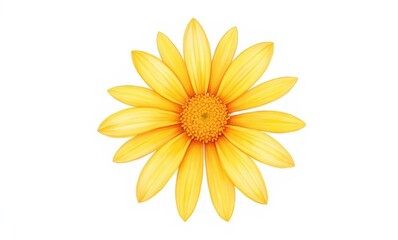 Vibrant yellow daisy flower on white.