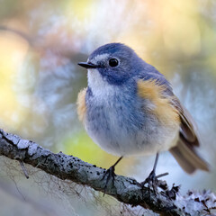 Orange-flanked Bush Robin