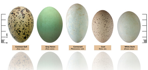 Collection of bird's eggs isolated on white (Larus canus, Ardea cinerea, Phalacrocorax carbo, Fulica atra, Ciconia ciconia)