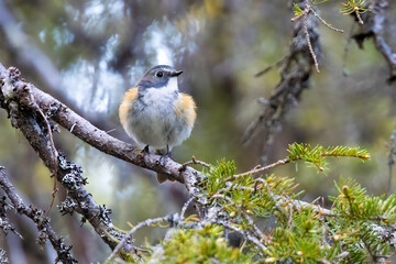 Orange-flanked Bush Robin