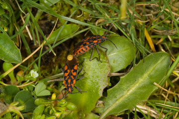 Cretan Soldier Beetle (Spilostethus saxatilis) mating, lygaeid bug (Lygaeus saxatilis, Spilostethus saxatilis), copulation on a leaf.