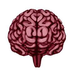 Realistic Human Brain Illustration (pink)