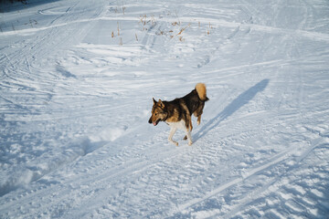 A playful brown and black dog is joyfully running through the soft, white snow, enjoying the winter day and the beautiful scenery surrounding it. It truly loves the cold weather and snow