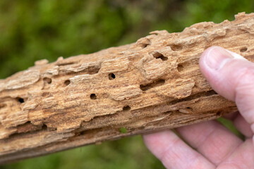 A man holds in his hand wood that is heavily damaged by insects (termites or bark beetles) with...