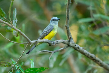 Tropical kingbird (Tyrannus melancholicus), Cesar department. Wildlife and birdwatching