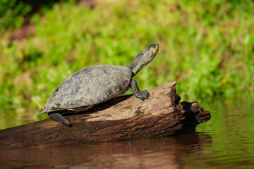 The yellow-spotted Amazon river turtle(Podocnemis unifilis). One of the largest South American river turtles. Yellow spots on the side of its head give this species its common name.