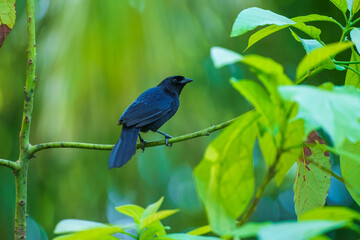 Scrub blackbird (Dives warczewiczi), beautiful specimen of black thrush, perched on a branch and with the white background that highlights its plumage. 