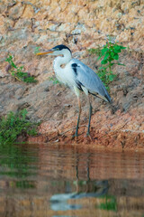 Cocoi heron (Ardea cocoi) in flight, in backlight, Santa Rosa Protected Park, Rurrenabaque, Beni, Bolivia
