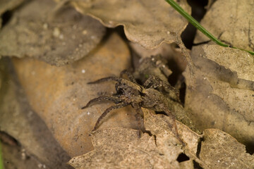 Black ground spider  Gnaphosa sp. Sardinia, Italy.