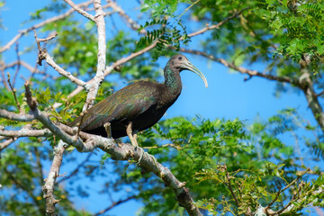 A Green Ibis also known as Coró-Coró or Southern Ibis is a large bird typical of South America. Species Mesembrinibis cayennensis. Birdwatching.