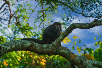 Closeup portrait of a Bolivian red howler monkey (Alouatta sara) sitting in treetops in the Pampas del Yacuma, Bolivia.

