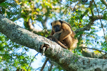 Closeup portrait of a Bolivian red howler monkey (Alouatta sara) sitting in treetops in the Pampas del Yacuma, Bolivia.
