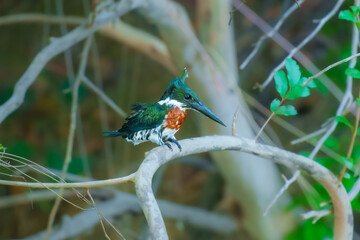 Amazon Kingfisher (Chloroceryle amazona) in flight, colorful backgound, early morning soft light...