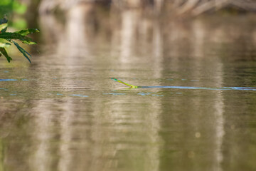 Leptophis ahaetulla, in water, commonly known as the lora or parrot snake, is a species of medium-sized slender snake of the family Colubridae
