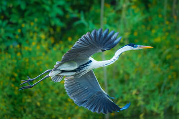 Cocoi heron (Ardea cocoi) in flight, in backlight, Santa Rosa Protected Park, Rurrenabaque, Beni,...