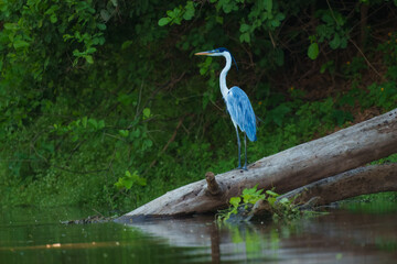 Cocoi heron (Ardea cocoi) in flight, in backlight, Santa Rosa Protected Park, Rurrenabaque, Beni,...