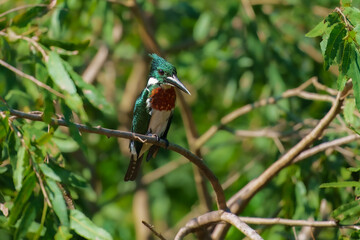 Amazon Kingfisher (Chloroceryle amazona) in flight, colorful backgound, early morning soft light...