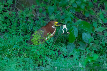 Rufescent Tiger-Heron Tigrisoma lineatum, This medium-sized heron is found around swamps, marshes, and sluggish streams at lower elevations. 