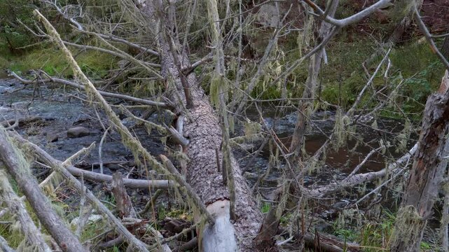 Fallen Tree Across a River