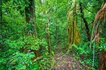 Amazon forest in the Madidi National Park, Bolivia Madidi National Park can be reached from Rurrenabaque if you cross the Beni River with the small passenger ferry.