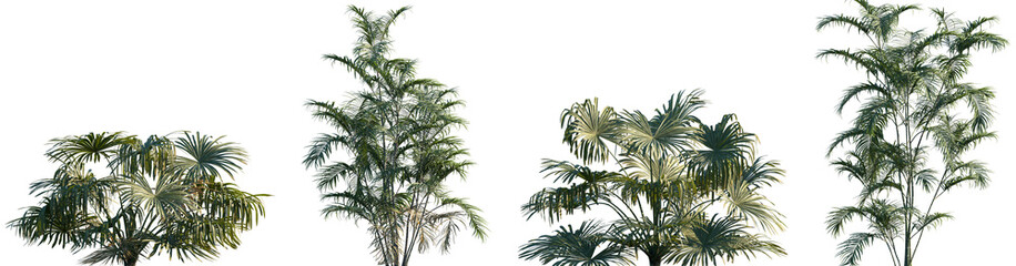 Set of Brahea moorei and Chamaedorea radicalis frontal isolated small palms png on a transparent background perfectly cutout