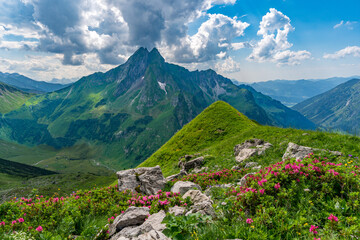 Majestic mountain landscape with vibrant flowers and dramatic clouds in Bavaria Allgau Alps