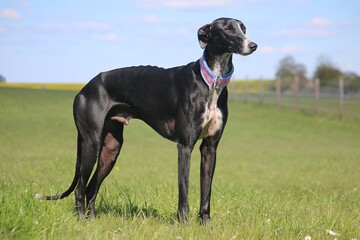 portrait of a pretty black galgo with white markings on the chest standing on a green meadow