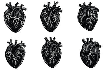 Kidney detailed black and white vintage engraving vector art