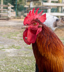 The portrait of rooster on the farm