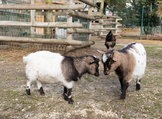 Two goats on the farm
