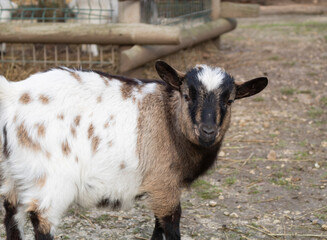 The goat on the farm