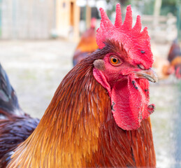 The portrait of rooster on the farm