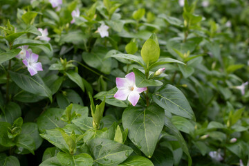 Pink flowers in the garden. Catharanthus is a genus of flowering plants in the family Apocynaceae.