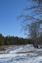bare trees in winter against a blue sky