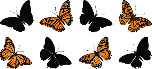 Collection of butterflies