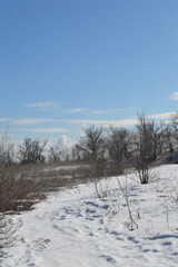 A dense spruce forest stretches along the snowy road