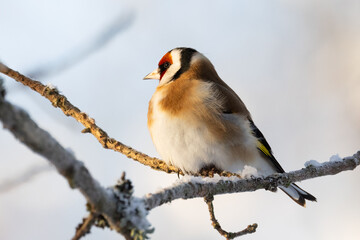 European goldfinch