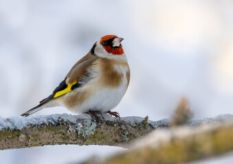 European goldfinch